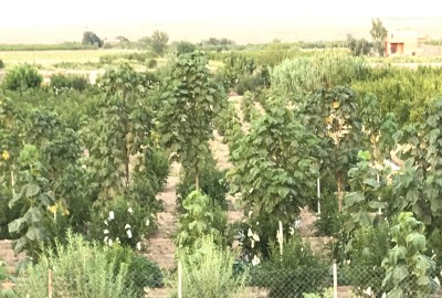 زمین کشاورزی ابتدای جاده ساوه همدان جاده سید قلی ۱۸۰۰ متر