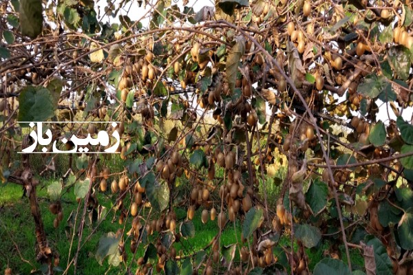 باغ کیوی تنکابن در میانکوه‌ محله 6055 متر زمین-1