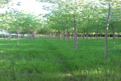 زمین مسکونی کشاورزی در خشکبیجار 6370 متر
