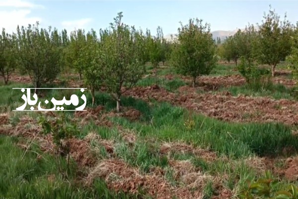 فروش زمین کشاورزی باغ سیب 5500 متر در سیلوانه-1