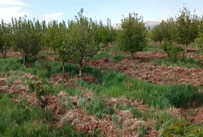 فروش زمین کشاورزی باغ سیب 5500 متر در سیلوانه