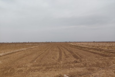 فروش زمین کشاورزی ۱۶۵۰۰ متر با آب قزوین تاکستان اسفرورین