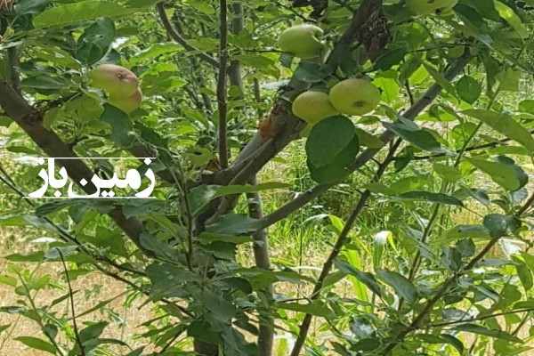 فروش باغ گردو و سیب دملوند سه راه سربندان روستای حصاربن 3700 متر زمین-1