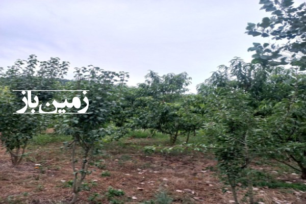 فروش زمین مسکونی ۲۰۰ متر در مازندران نکا روستای چلمردی-2