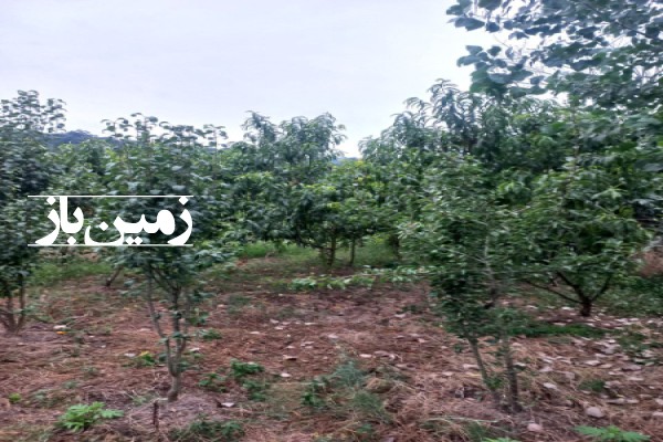 فروش زمین مسکونی ۲۰۰ متر در مازندران نکا روستای چلمردی-3