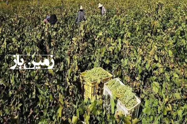 فروش زمین باغ انگور در شهر ملایر اراضی له زار قلعه خلیفه 17000 متر-1