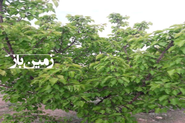 فروش زمین خانه باغ  16000 متری در باغبادران اصفهان-4
