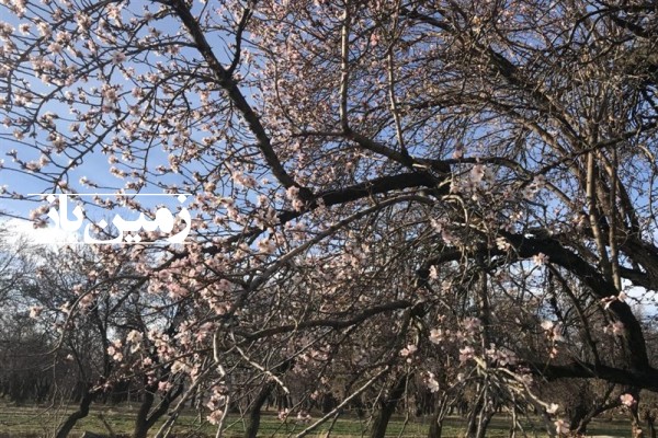 فروش زمین باغ رمان سیرجان هماشهر روستای حسن آباد 1000 متر-1