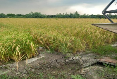 فروش زمین کشاورزی در بابل روستای تراجی کلا ۲۰۰۰ متر