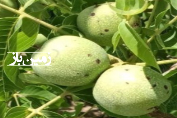 فروش زمین ۴۰۰۰ متر باغ انگور تاکستان روستای رادکان-1