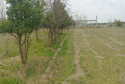 فروش زمین کشاورزی در شمال  500 متر بابل روستای نقارچی محله
