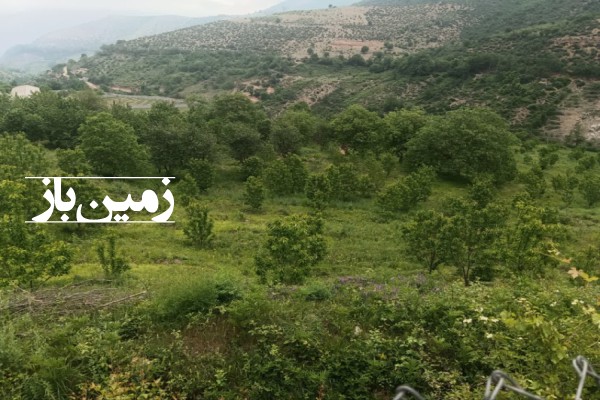 فروش زمین باغی در شمال ۶۰۰۰ متر نوشهر کجور روستای دشت نظیر-3