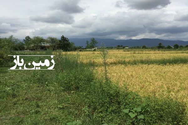 فروش زمین کشاورزی در گیلان 11000 متر ماسال جاده آلیان-1
