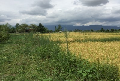 فروش زمین کشاورزی در گیلان 11000 متر ماسال جاده آلیان