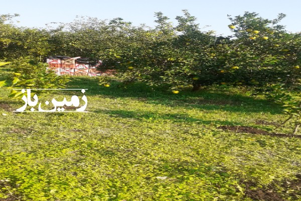 فروش زمین باغ در شمال ۷۲۱ متر مازندران قائمشهر روستای خطیرکلا-2