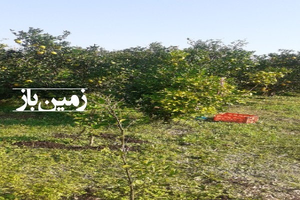 فروش زمین باغ در شمال ۷۲۱ متر مازندران قائمشهر روستای خطیرکلا-3