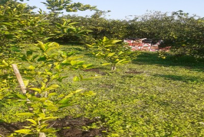 فروش زمین باغ در شمال ۷۲۱ متر مازندران قائمشهر روستای خطیرکلا