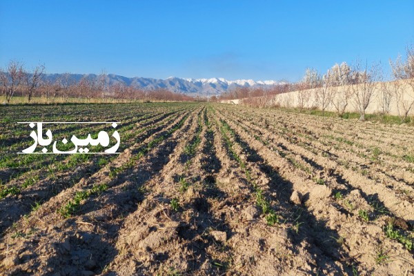 فروش زمین کشاورزی با آب در البرز 2000 متر هشتگرد روستای حاجی بیک-1