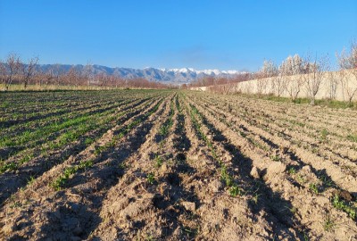 فروش زمین کشاورزی با آب در البرز 2000 متر هشتگرد روستای حاجی بیک