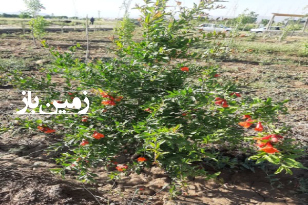 فروش زمین باغچه در تهران 240 متر روستای گل تپه کبیر قرچک-3