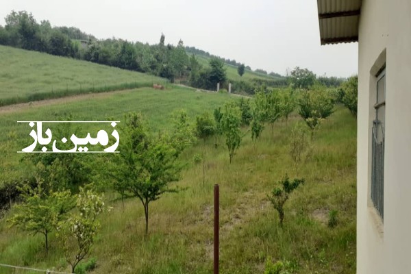 فروش زمین باغی در شمال ۳۵۰۰ متر قائمشهر روستای سیف کتی-1