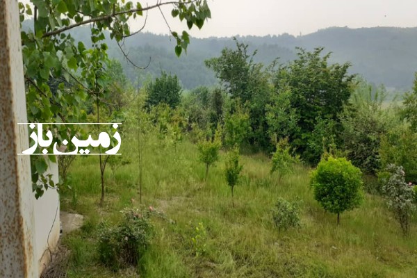 فروش زمین باغی در شمال ۳۵۰۰ متر قائمشهر روستای سیف کتی-3