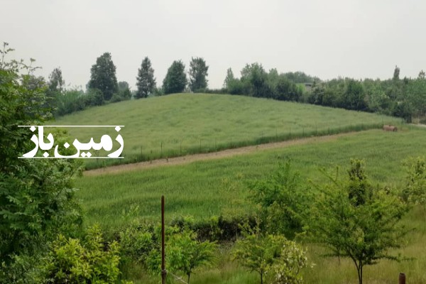 فروش زمین باغی در شمال ۳۵۰۰ متر قائمشهر روستای سیف کتی-4