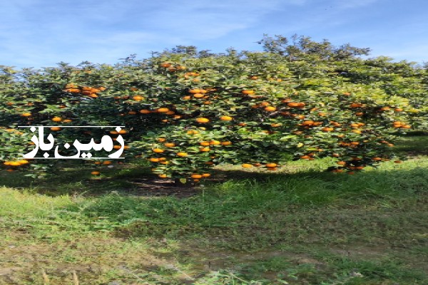 فروش زمین باغ کشاورزی در شمال 500 متر ساری روستای خوشاب-1