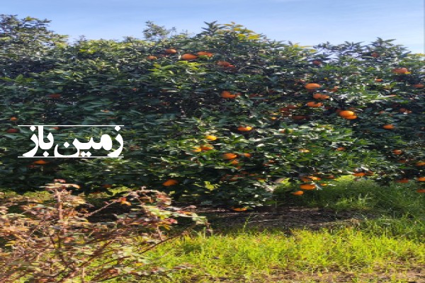 فروش زمین باغ کشاورزی در شمال 500 متر ساری روستای خوشاب-2
