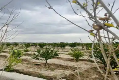 باغ با ۲۵۰ متر زمین رباط کریم روستای حصار مهتر