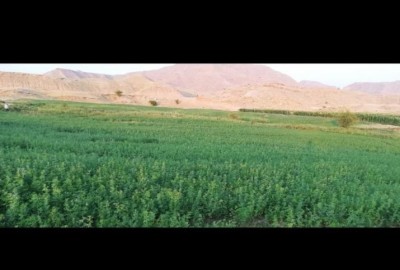 فروش زمین کشاورزی در کهکیلویه و بویراحمد 13000 متر گچساران روستای خیرآباد