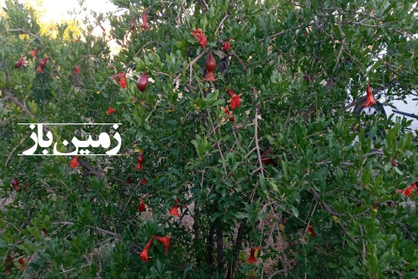 فروش زمین کشاورزی باغی در تهران 1000 متر ورامین محله ایجدان-2