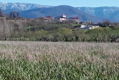 فروش زمین مسکونی در شمال ۲۶۲ متر ساری دودانگه روستای مولا