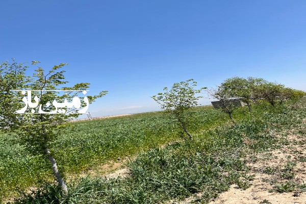 فروش زمین کشاورزی در البرز 51000 متر تنکمان نظرآباد-1