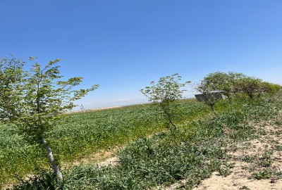 فروش زمین کشاورزی در البرز 51000 متر تنکمان نظرآباد