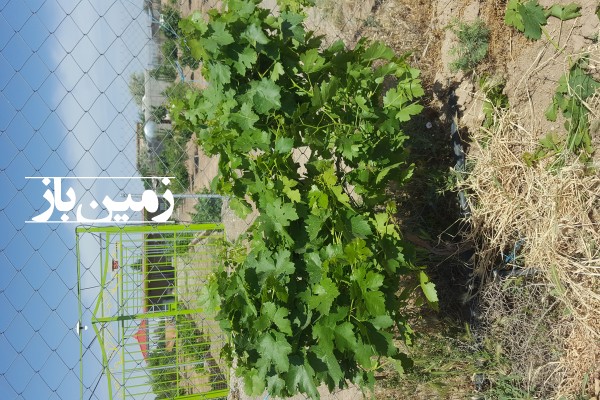 فروش زمنی کشاورزی باغی در البرز 1500 متر نظراباد نرسیده به روستای نجم آباد-1