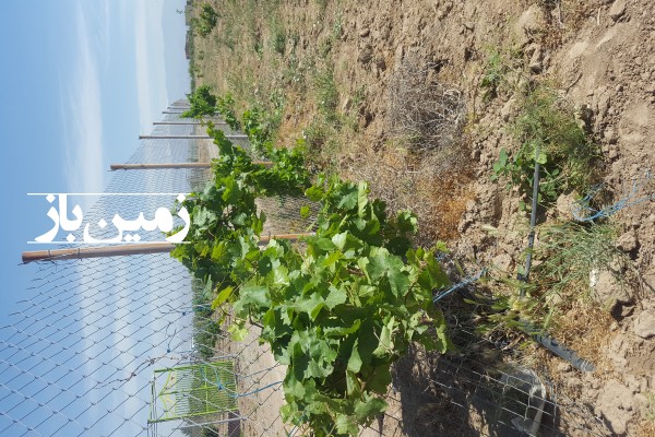 فروش زمنی کشاورزی باغی در البرز 1500 متر نظراباد نرسیده به روستای نجم آباد-2