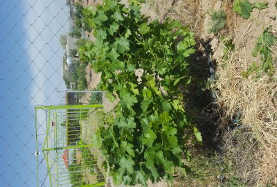 فروش زمنی کشاورزی باغی در البرز 1500 متر نظراباد نرسیده به روستای نجم آباد