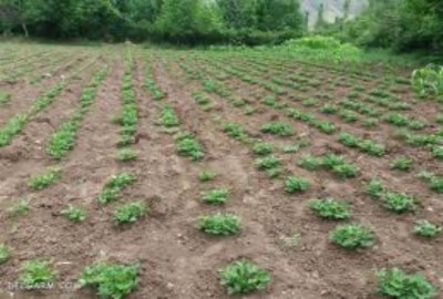 فروش زمین کشاورزی در گیلان 15000 متر بندر کیاشهر