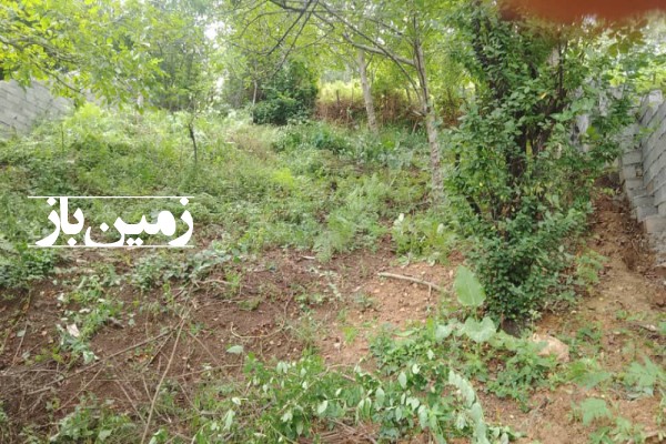 فروش زمین در شمال 295 متر چالوس روستای طلاجو با ویو جنگل-2