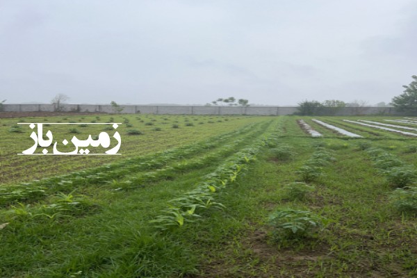 فروش زمین مسکونی در گیلان 1000 متر بازارجمعه روستای صیقلان-3