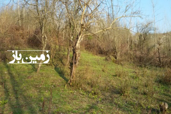 فروش زمین باغی در گیلان ۲۰۰۰ متر لنگرود اطاقور روستای ایشیان-1