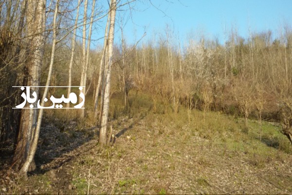 فروش زمین باغی در گیلان ۲۰۰۰ متر لنگرود اطاقور روستای ایشیان-2