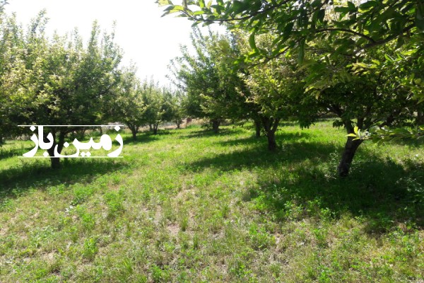 فروش زمین باغ آذربایجان شرقی 2250 متر میانه روستای اشلق،-2