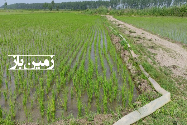 فروش زمین کشاورزی در گیلان 3000 متر بندر کیاشهر روستای پایین رودپشت-2