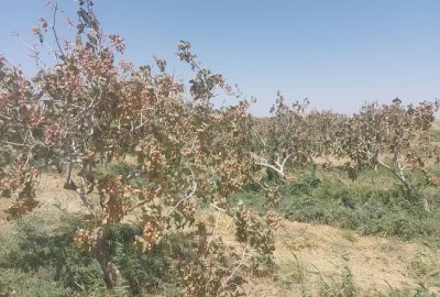 فروش زمین باغی در خراسان رضوی ۵۰ هکتار تربت جام