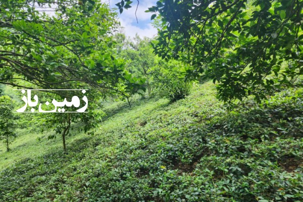 فروش زمین باغ در گیلان 1700 متر لنگرود حاجی سرا روستای سیاه کرد گوابر-1