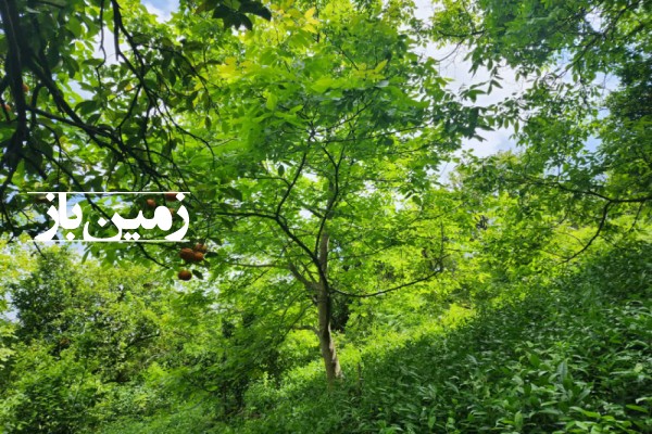 فروش زمین باغ در گیلان 1700 متر لنگرود حاجی سرا روستای سیاه کرد گوابر-4