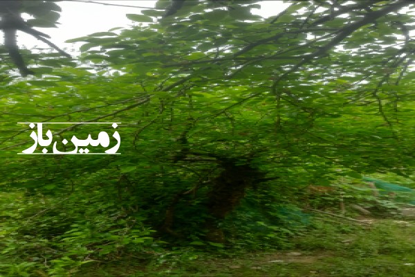 فروش زمین مسکونی در گیلان 700 متر فومن روستای ملسکام-3