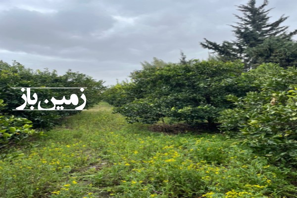 فروش زمین باغی در شمال 1000 متر جاده ساری به بابلسر روستای زرین کلا-1